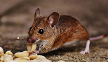 24 Hour & Emergency Exterminators in Poetown, OH